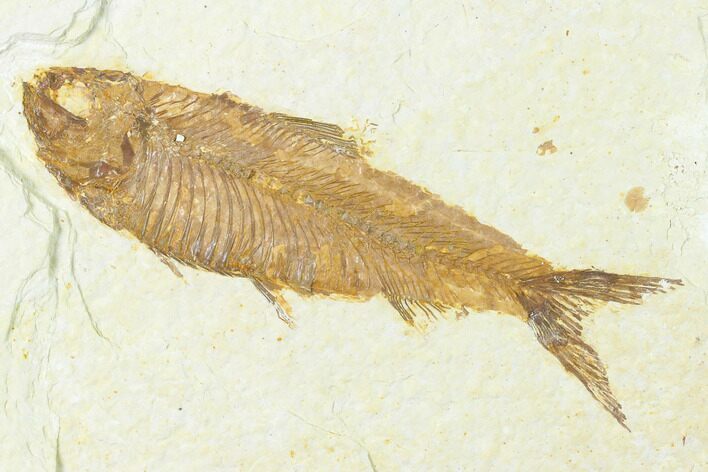 Fossil Fish (Knightia) - Wyoming #143450